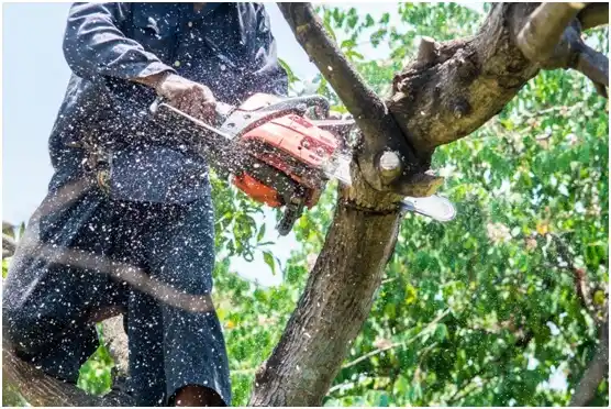 tree services Legend Lake